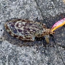 コウイカ