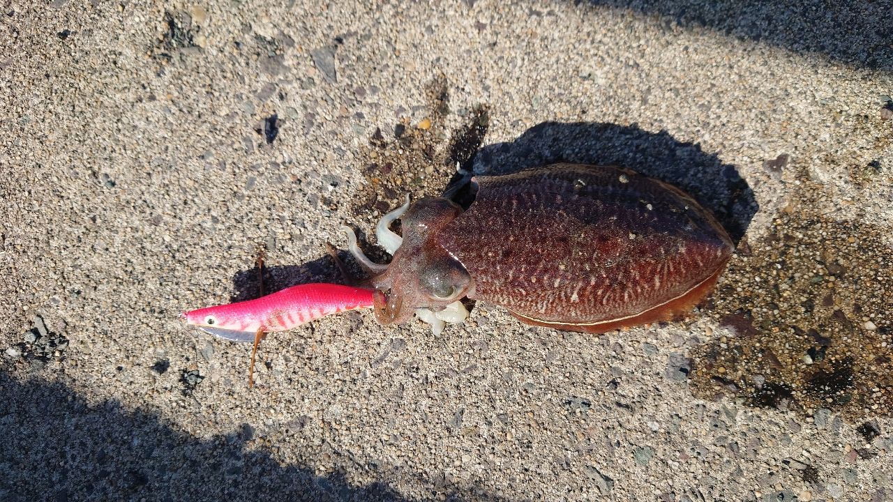コウイカ