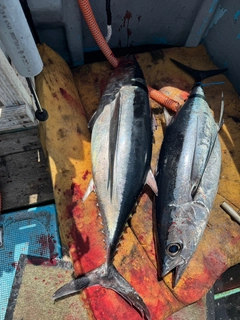 ビンチョウマグロの釣果