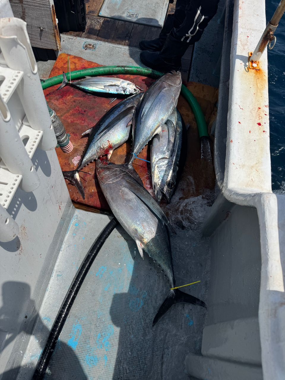 weed_ryo126さんの釣果 2枚目の画像