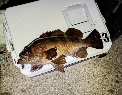 メバルの釣果