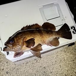 メバル
