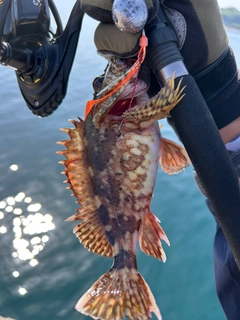 ガシラの釣果