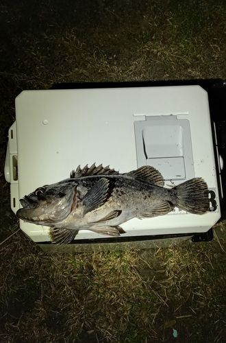 クロソイの釣果