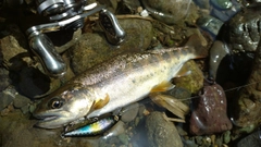 アマゴの釣果