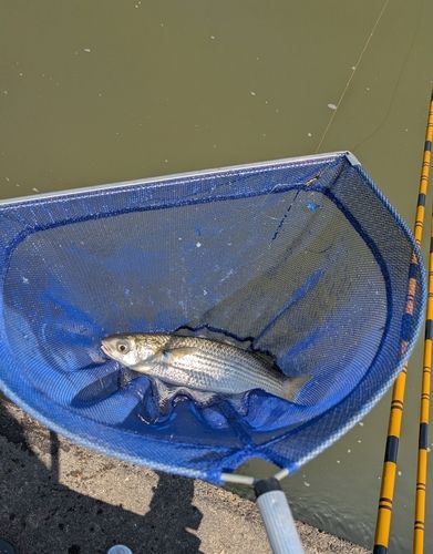 ボラの釣果