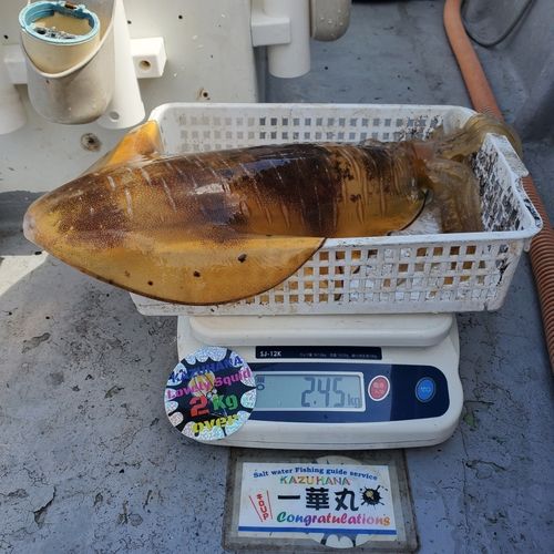 アオリイカの釣果