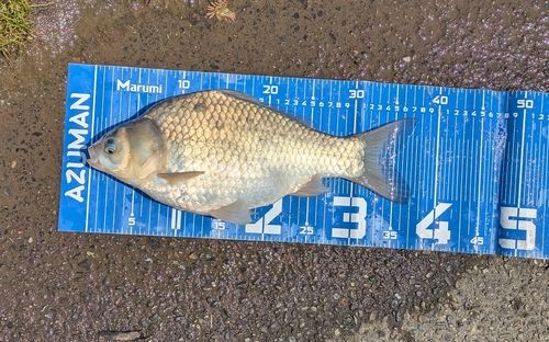 ヘラブナの釣果