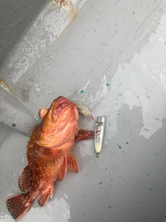 ウッカリカサゴの釣果