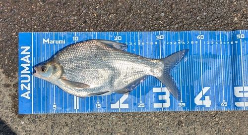ダントウボウの釣果
