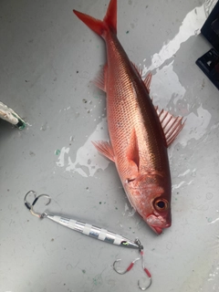 ハチビキの釣果