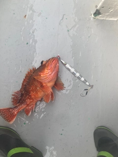 ウッカリカサゴの釣果