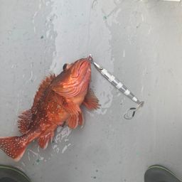ウッカリカサゴ