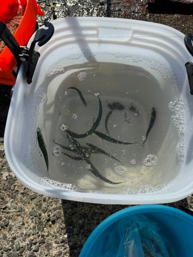 サバの釣果