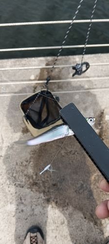 カタクチイワシの釣果