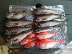 クロムツの釣果