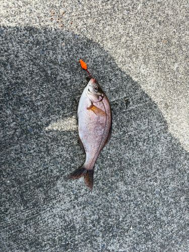 ウミタナゴの釣果