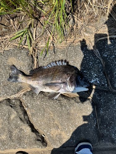 チヌの釣果