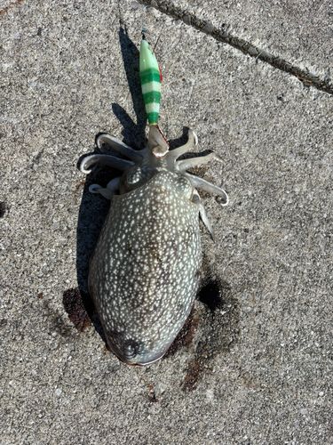 シリヤケイカの釣果