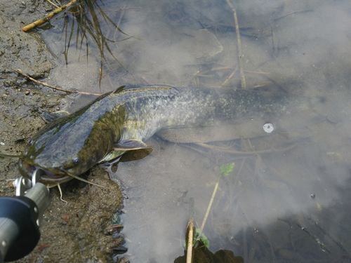 マナマズの釣果