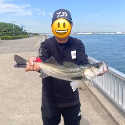 マダカ（ヒラスズキ）