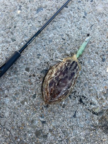 コウイカの釣果