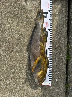 アイナメの釣果