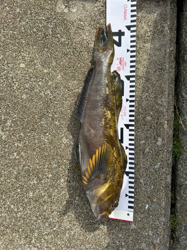 アイナメの釣果