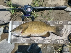 スモールマウスバスの釣果