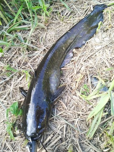 マナマズの釣果