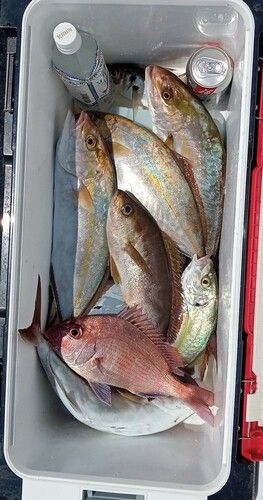 ハナダイの釣果