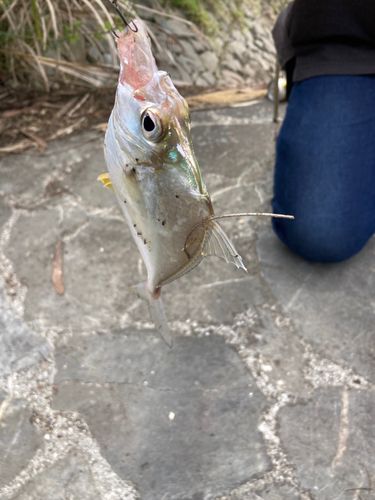 ガーラの釣果