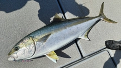 ヒラマサの釣果