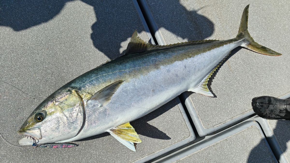 🎣みやもん🎣さんの釣果 1枚目の画像