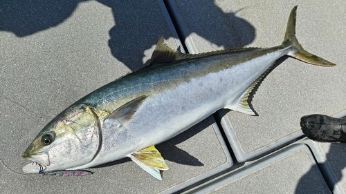 ヒラマサの釣果