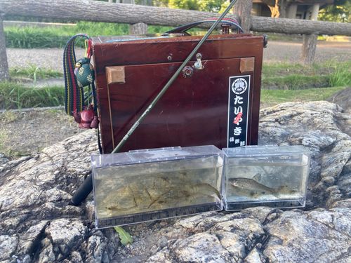 テナガエビの釣果