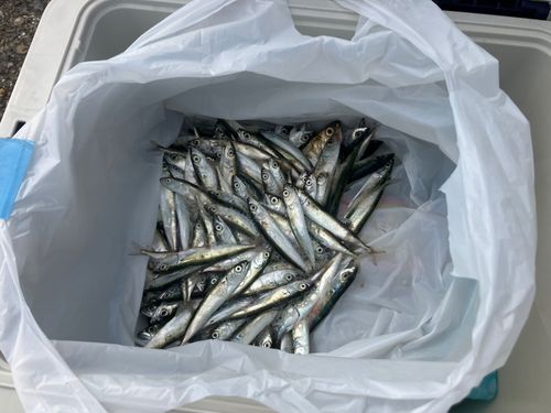 サバの釣果
