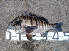 クロダイの釣果