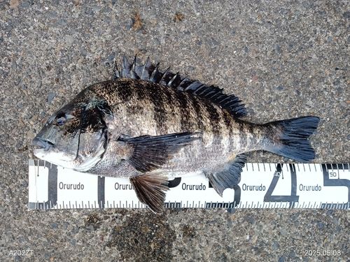 クロダイの釣果