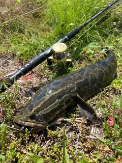ライギョの釣果