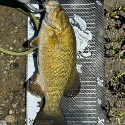 スモールマウスバス