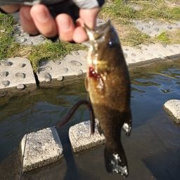 スモールマウスバス