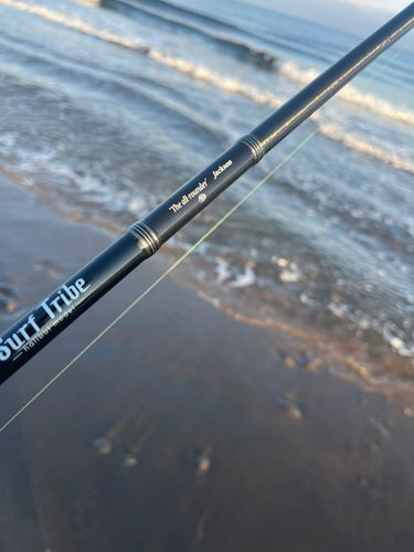 サクラマスの釣果