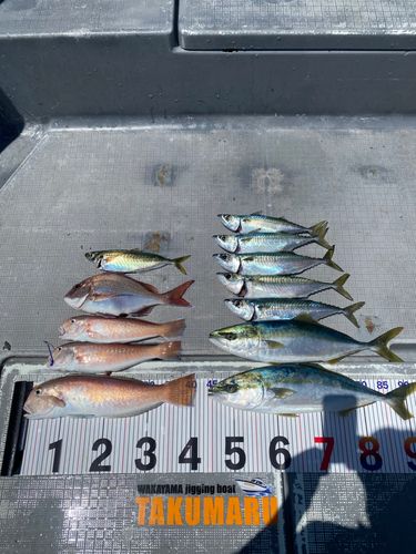 アマダイの釣果