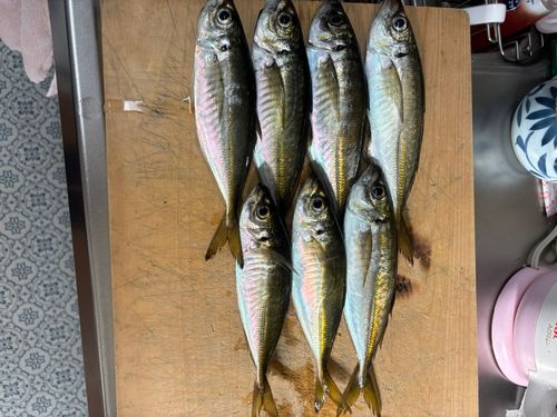 マアジの釣果