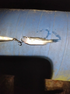 セイゴ（マルスズキ）の釣果