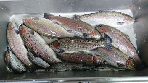 ホウライマスの釣果