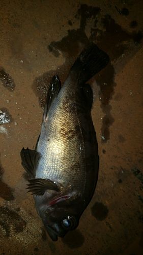 アカメバルの釣果