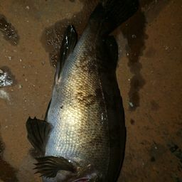 アカメバル