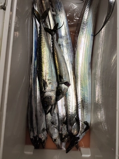 タチウオの釣果